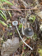Mycena robusta