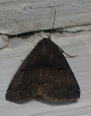 Phalaenostola hanhami