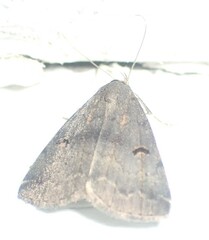 Phalaenostola hanhami