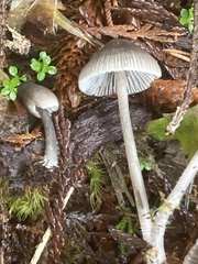Mycena robusta