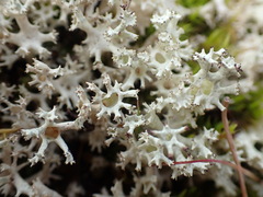 Cladonia multiformis