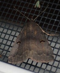 Phalaenostola hanhami