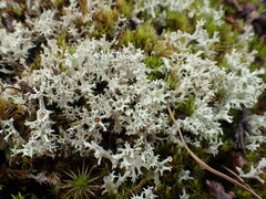 Cladonia multiformis