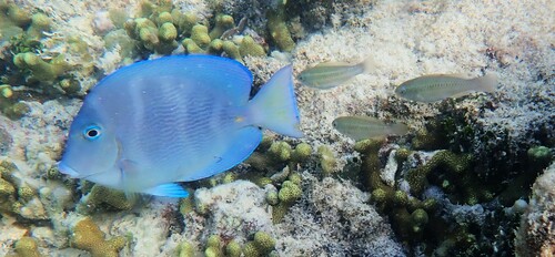 Atlantic Blue Tang