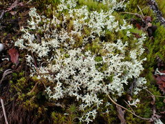 Cladonia multiformis