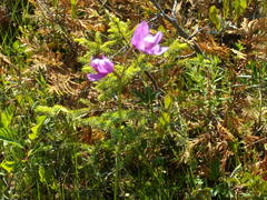 Calopogon tuberosus
