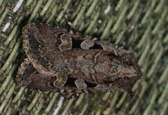 Euxoa tessellata