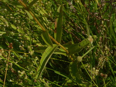 Chaetogastra gracilis