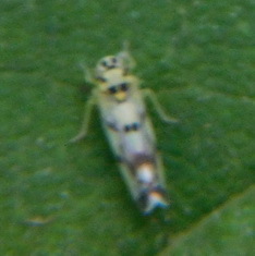 Eupteryx origani