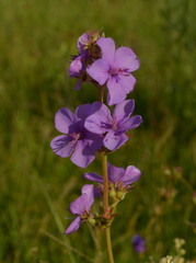 Chaetogastra gracilis