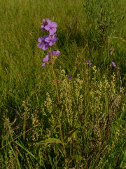 Chaetogastra gracilis