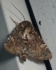Oligia chlorostigma