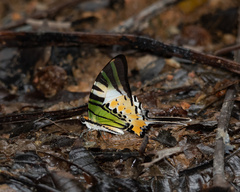 Graphium antiphates