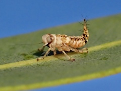 Brunotartessus fulvus