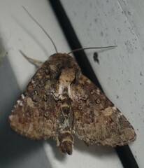 Oligia chlorostigma