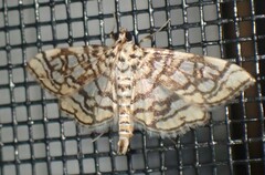 Lygropia rivulalis