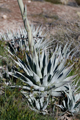 Agave deserti