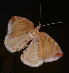 Eulithis molliculata
