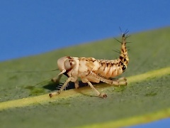 Brunotartessus fulvus