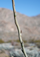 Agave deserti