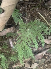 Selaginella delicatula