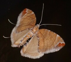 Eulithis molliculata