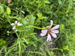 Mutisia spinosa