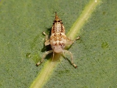 Brunotartessus fulvus