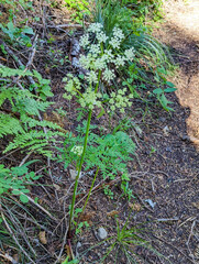 Ligusticum grayi