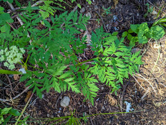 Ligusticum grayi