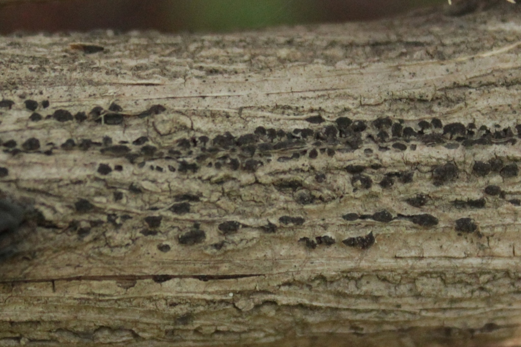 Cryptosphaeria from Curicó, Maule, Chile on July 19, 2022 at 0426 PM