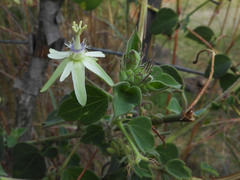 Passifloraceae