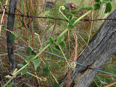 Passifloraceae