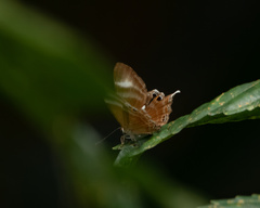 Abisara savitri