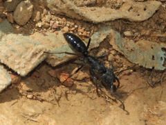 Paltothyreus tarsatus