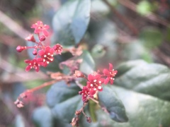 Ribes viburnifolium