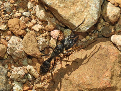Paltothyreus tarsatus