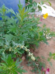 Artemisia vulgaris vulgaris