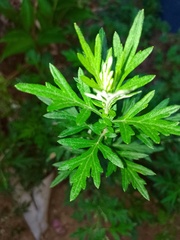 Artemisia vulgaris vulgaris