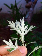 Artemisia vulgaris vulgaris