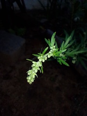Artemisia vulgaris vulgaris