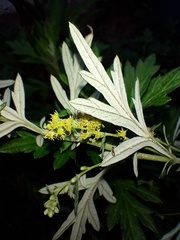 Artemisia vulgaris vulgaris