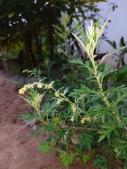 Artemisia vulgaris vulgaris