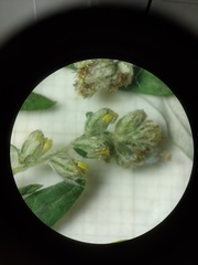 Artemisia vulgaris vulgaris