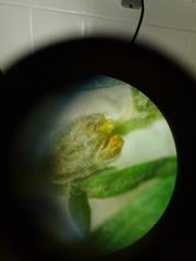 Artemisia vulgaris vulgaris
