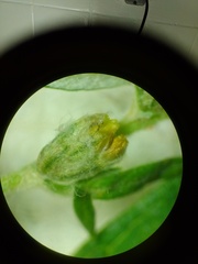 Artemisia vulgaris vulgaris