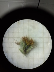 Artemisia vulgaris vulgaris