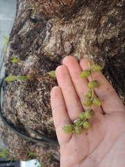 Conocarpus erectus
