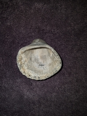 Noetia ponderosa