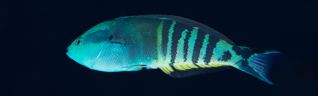 Torpedo Wrasse